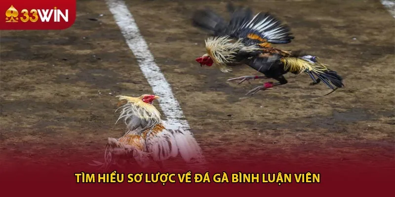 Tìm hiểu sơ lược về đá gà bình luận viên